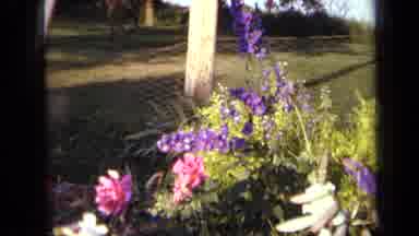 Iowa USA (1959): Flowers Grow Next To A Wire Fence And Wood Post Near Mowed Grass