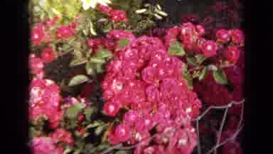 Iowa USA (1959): Pink Roses In A Big Rose Garden Then White And Purple Tulips