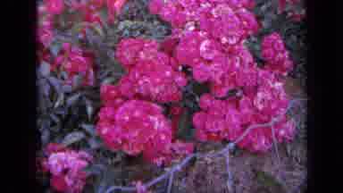 Iowa USA (1959): Close Up Shot Of Pink And White Tulips And Roses In A Flower