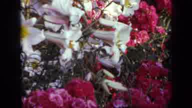 Iowa USA (1959): A View Of A Variation Of Flowers That Are Pink And White