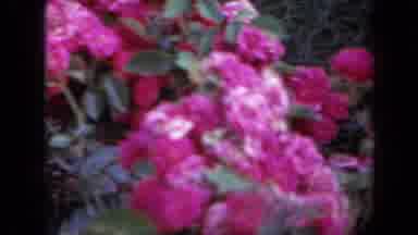 Iowa USA (1959): A Bush Of Flowers In A Yard Blows In The Breeze