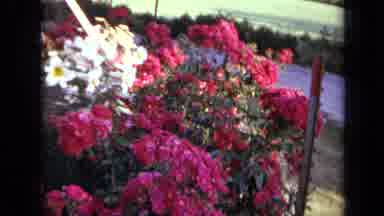 Iowa USA (1959): Flowers Blooming On A Nice Warm Sunday Afternoon