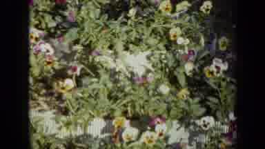 Iowa USA (1959): Camera Pans Across The Flowers Of Various Colors In The Garden