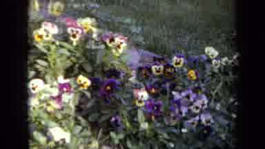 Iowa USA (1959): The Camera Is Pointing At The Array Of Beautiful And Colorful