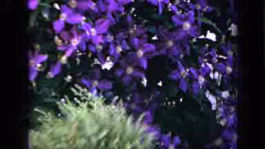 Iowa USA (1959): View Of Flowers In Front Of The House With Impeccably Maintained