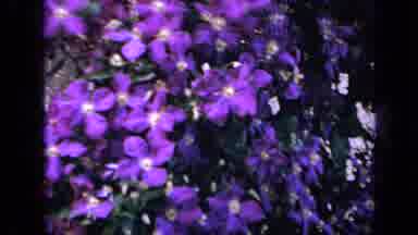 Iowa USA (1959): Purple Flowers And Pink Roses Blowing Around On Windy Sunny Day
