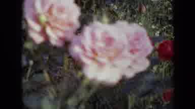 Iowa USA (1959): Beautiful Pink And Red Roses Slightly Swaying On A Breezy Day