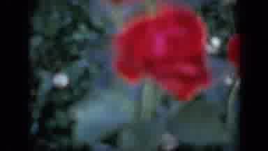 Iowa USA (1959): Close Up Shot Of Red Flowers In Flower Garden