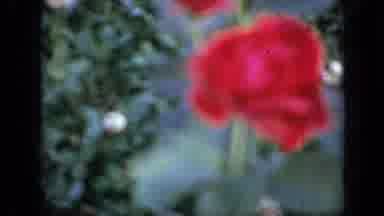 Iowa USA (1959): Garden View With Colorful Flowers In Extremely Pleasant Area