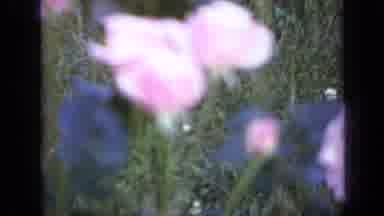 Iowa USA (1959): Close Up Blurry Shot Of Pink Flowers