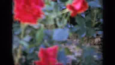 Iowa USA (1959): Flowers Blowing In The Wind Ominously In A Quiet Nature Reserve