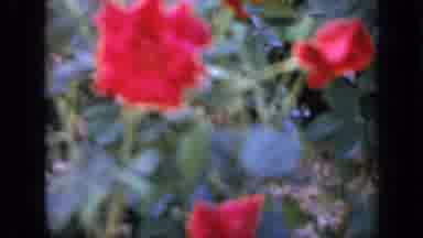Iowa USA (1959): Close Up Shots Of White And Pink Flowers