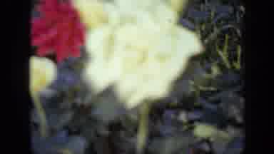 Iowa USA (1959): Blurry Off White Flower And Pink Flowers Blowing In The Wind