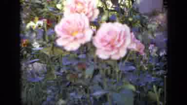 Iowa USA (1959): Close Up View Of Pink Flowers Blowing Gently In The Wind