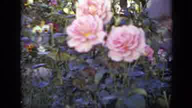 Iowa USA (1959): Roses In The Forest