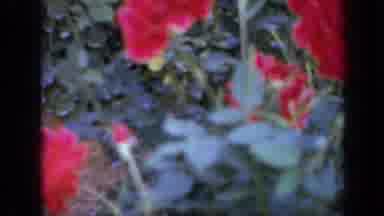 Iowa USA (1959): Close Up Shots Of Red Flowers In A Flower Garden