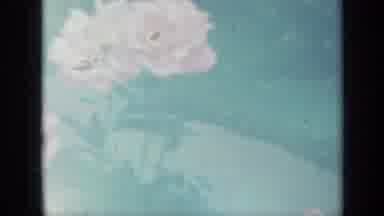 Iowa USA (1959): Pink Peonies Swaying With The Breeze And Steam Tractor Slowly