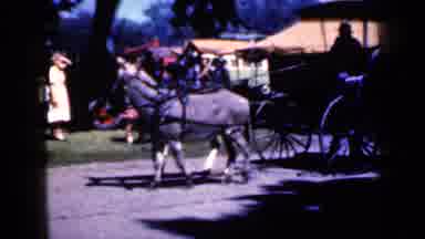 Iowa USA (1959): Carriage With Two Donkeys Driven By A Man In A Park