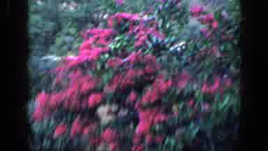 Venezuela-1959: Flowers And Flags Blowing In The Wind Gray Skies Some Over Cast