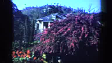 VENEZUELA-1959: Orange Purple And Yellow Flower Bushes In A Garden