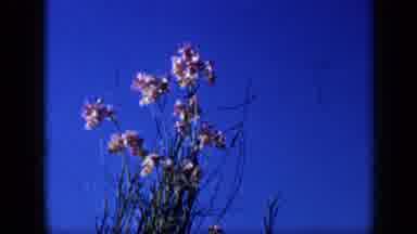 Venezuela (1959): Flowers Blowing In The Breeze Panning Down To A Shot Of A House