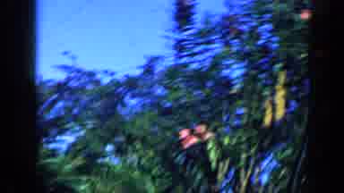 Venezuela (1959): Floral Landscape In Neighborhood On Clear Day