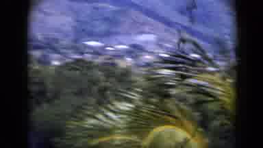 Venezuela (1959): The Camera Captures The Flower Plants And Foliage Of The Forest