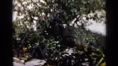 Venezuela (1959): An Aerial Video Of Green Tree Leaves And White Buildings