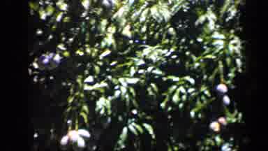 Venezuela (1959): Fruit Tree On The Paradisiacal Beach With Stunning Views Of