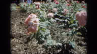 Missouri USA-1961: Pink and Red Roses in a Park with People Walking