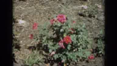 Missouri USA (1961): A Flag Waves In The Wind Above A Grave Followed By Flowers