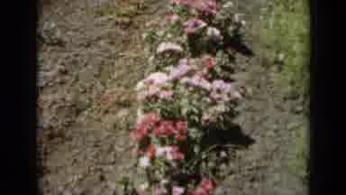Missouri USA (1961): Yellow Flowers Pink Flowers Out In The Field During