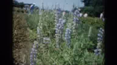 Missouri USA (1961): Old Footage Of Flowers Outside With People In The Background