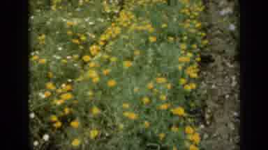 Missouri USA (1961): Yellow White And Purple Flowers Blooming On A Bright Sunny