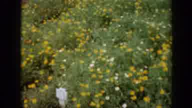 Missouri USA (1961): Big Field Of Hundreds Of Red And Yellow Flowers