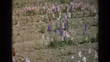 Missouri USA (1961): Hundreds Of Purple White And Pink Tulips Then A Garden Of