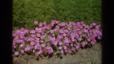 Missouri USA (1961): Filter Video Of A Beautiful Garden With Grass And Pink