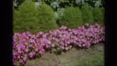 Missouri USA (1961): Video Showing Yellow Pink And Purple Flower Plantations