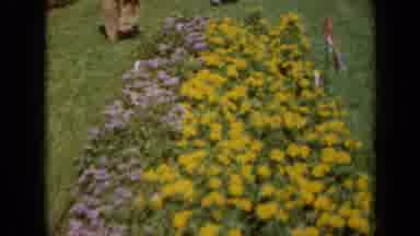 Missouri USA (1961): The Pink And Yellow Flowers Look Lovely In The Garden Dancing
