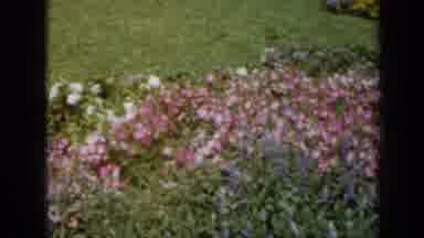 Missouri USA (1961): Beautiful Pink Flowers Outside In A Field/ Meadow Growing