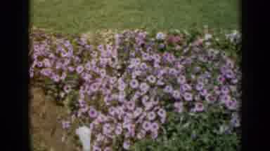Missouri USA (1961): The Garden You Would Walk Through On A Summer's Day