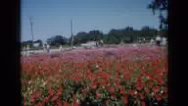 Missouri USA (1961): Field Of Flowers With Car Driving Down Road And People