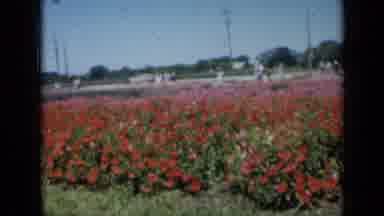 Missouri USA (1961): Hundreds Of Red And Purple Roses In A Field