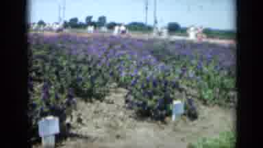 Missouri USA (1961): A Field Of Purple Flowers