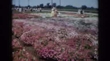 Missouri USA (1961): Women Walking Through A Flower Garden On A Sunday Afternoon
