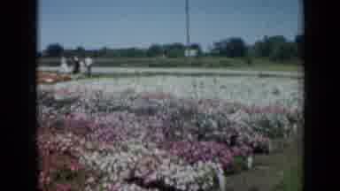 Missouri USA (1961): Huge Field Of Pink And White Flowers Lined Up