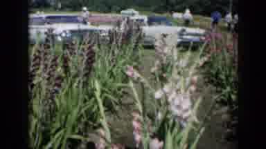 Missouri USA (1961): Footage Of A Large Garden With Tall Flowers And Cars In The