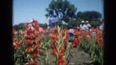 Missouri USA (1961): Gardeners Enjoy Garden With Red And Purple Flowers At Social