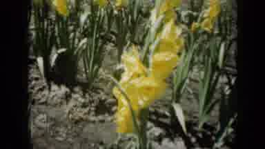 Missouri USA (1961): Person Wearing White Hat Looking At Red And Yellow Flowers