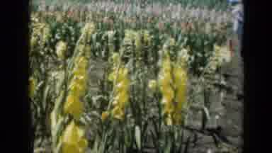 Missouri USA (1961): Yellow And White Flowers Blooming On A Bright Sunny Day